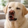 découvrez comment détecter et comprendre les allergies chez le chien lorsqu'il éternue et saigne du nez. conseils pour apaiser votre animal et prévenir les complications.