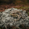 Crotte de crapaud