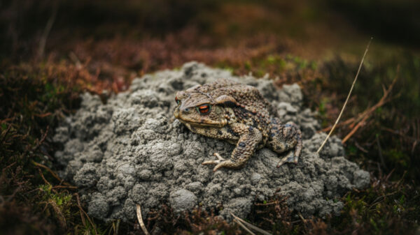 Crotte de crapaud