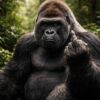 découvrez l'histoire fascinante du gorille qui fait un doigt d'honneur, un geste surprenant représentant la désobéissance animale et remettant en question notre compréhension du comportement des primates.
