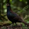 découvrez les caractéristiques fascinantes du faisan obscur sauvage, un oiseau mystérieux et unique que vous devez absolument connaître.