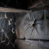 découvrez les habitudes fascinantes de la tégénaire géante, une araignée impressionnante à observer dans son habitat naturel. explorez ses comportements uniques et ses secrets captivants.