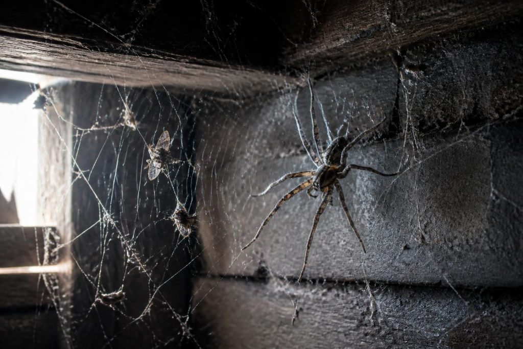 découvrez les habitudes fascinantes de la tégénaire géante, une araignée impressionnante à observer dans son habitat naturel. explorez ses comportements uniques et ses secrets captivants.