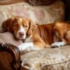 Mon chien adulte fait pipi dans la maison la nuit : cause et solutions