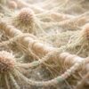 découvrez le rôle crucial des protéoglycanes, composants clés de la matrice extracellulaire, essentiels pour la structure et la fonction des tissus.