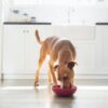 A dog enjoying a meal in a bright kitchen