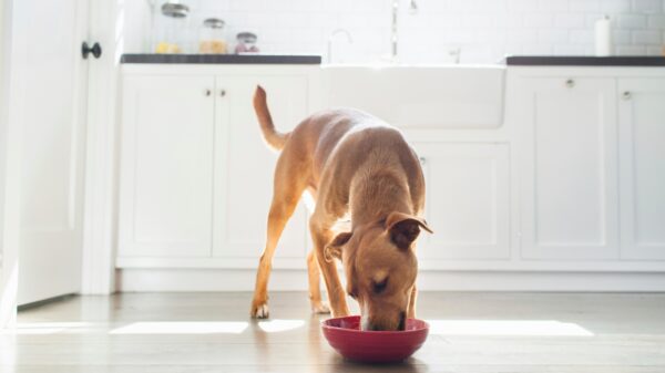 A dog enjoying a meal in a bright kitchen