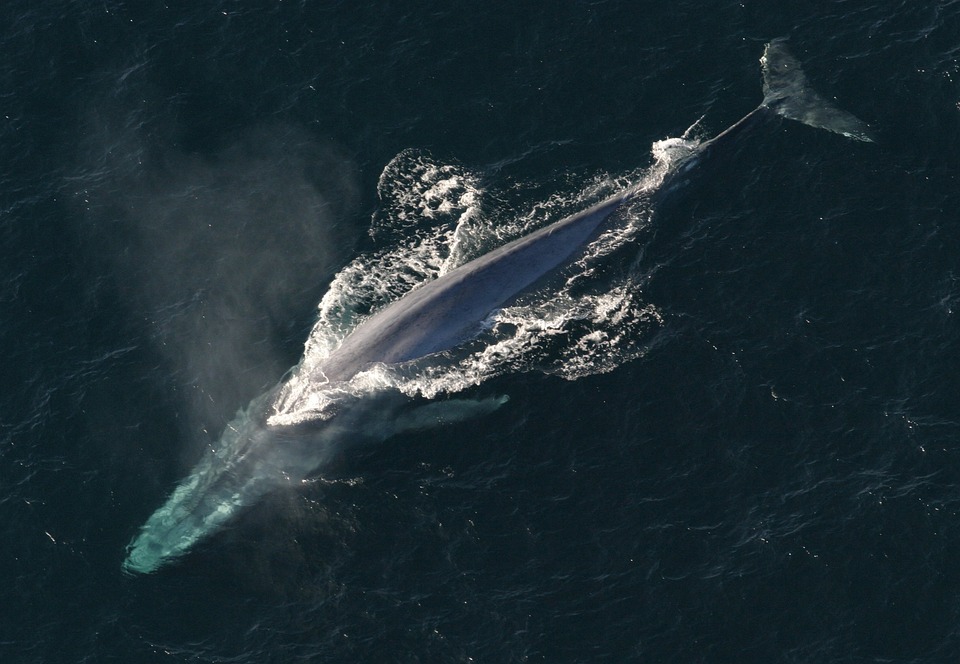 baleine bleue