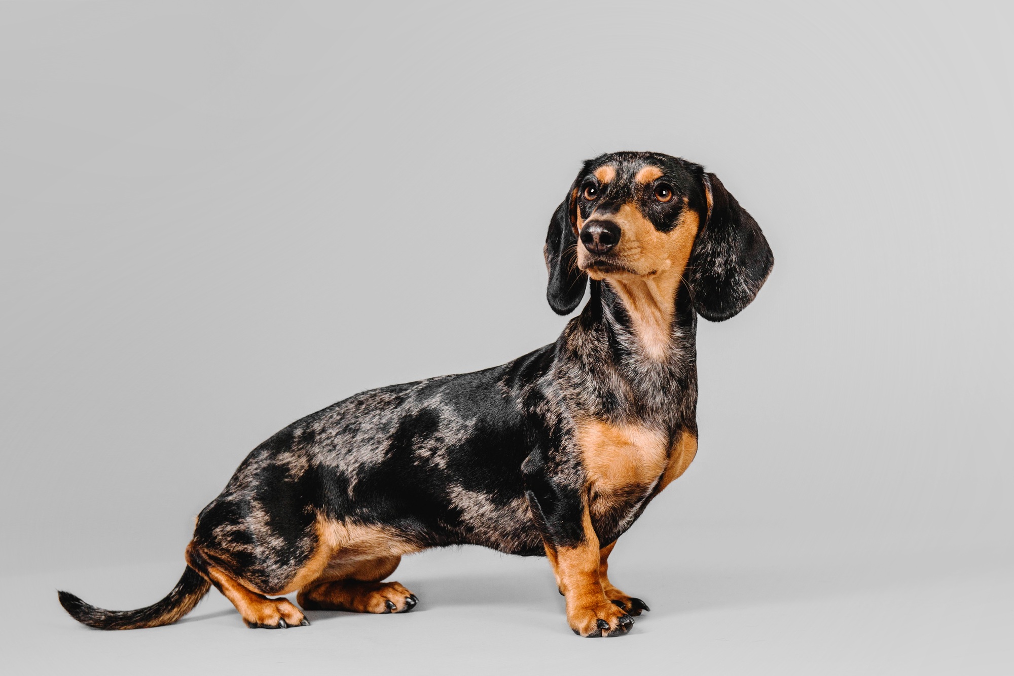 Beautiful marble dachshund on a gray background