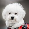 bichon maltais