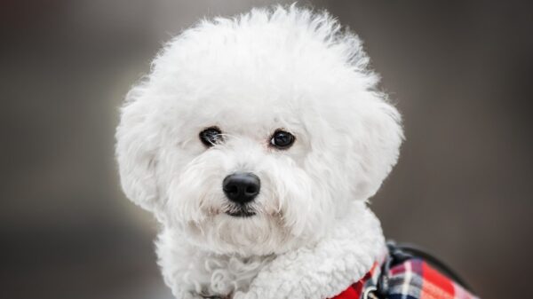 bichon maltais