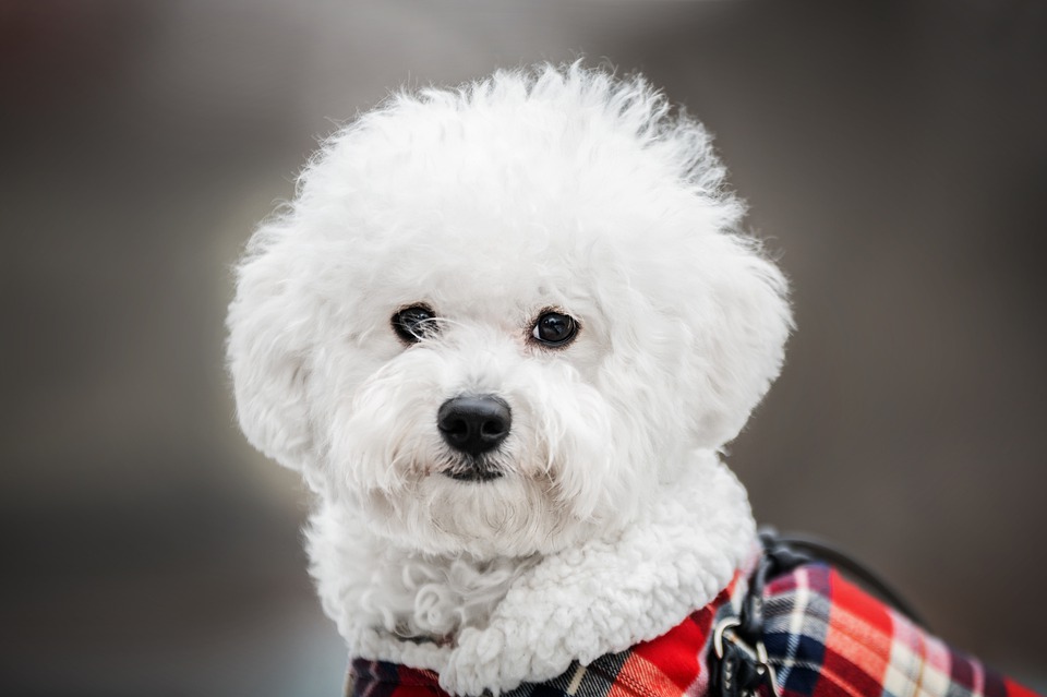 bichon maltais