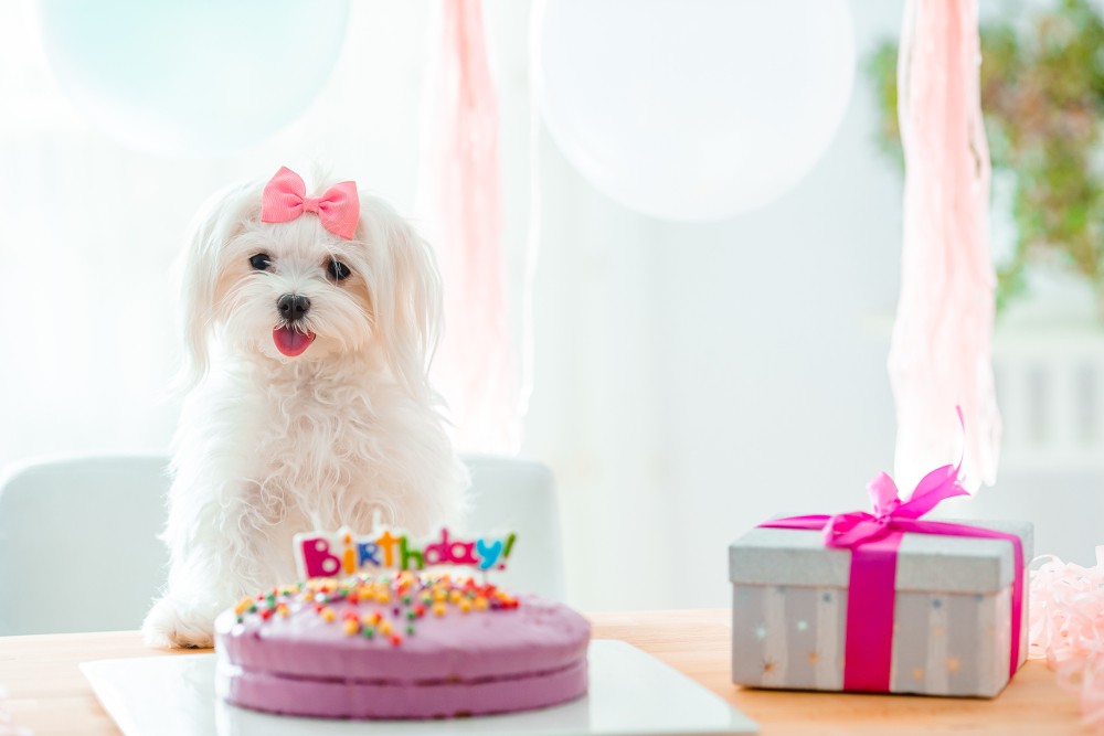 cadeau d'anniversaire pour chien