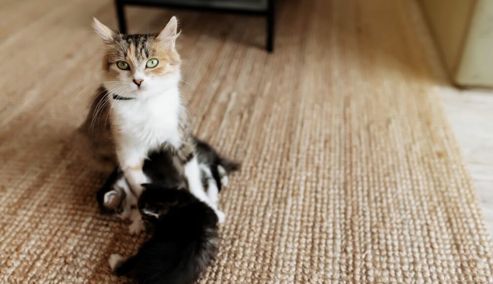 nom de chat femelle rare