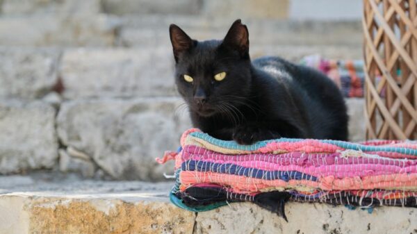 chat mâle noir