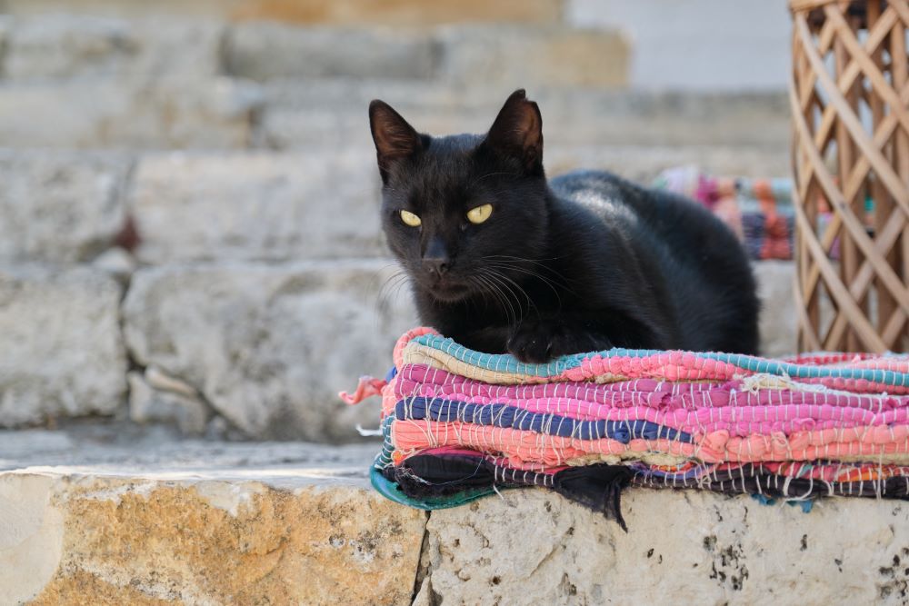 chat mâle noir