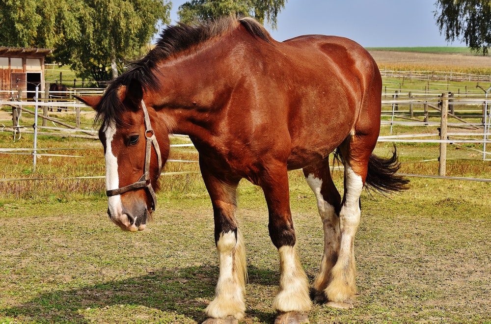 coût cheval