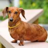 Dachshund