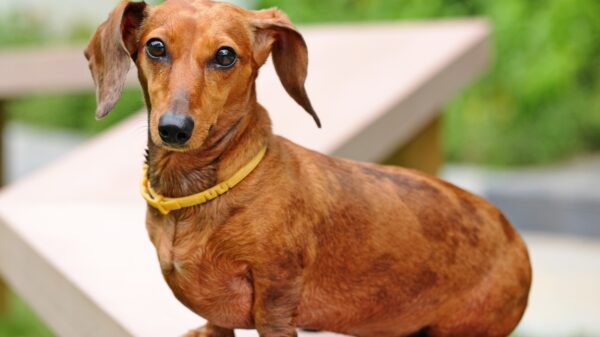 Dachshund