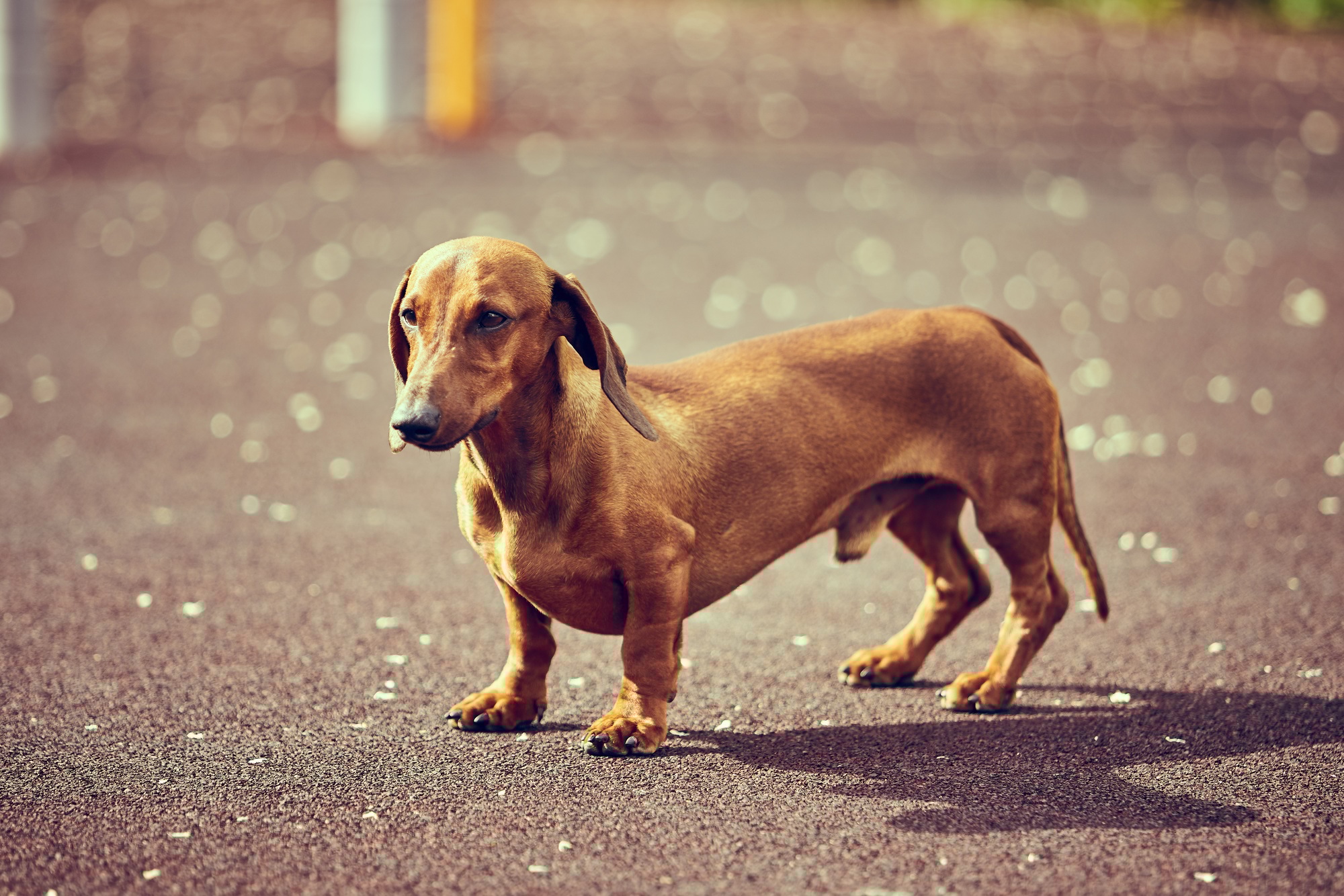 Dachshund dog in outdoor.