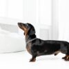 Elegant Dachshund Dog in White Interior