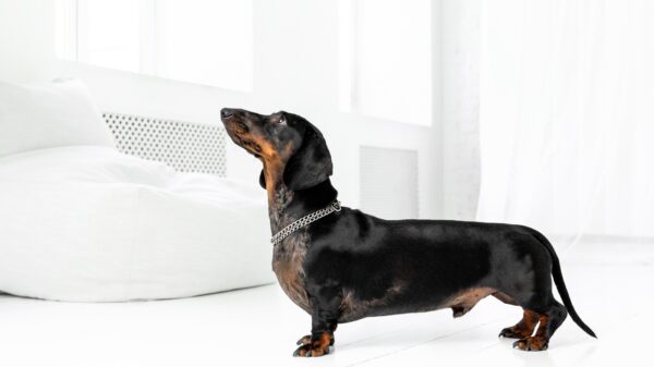 Elegant Dachshund Dog in White Interior