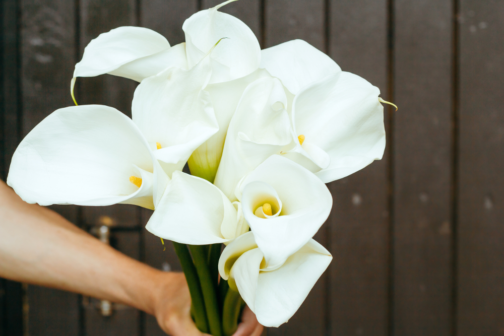 fleur blanche