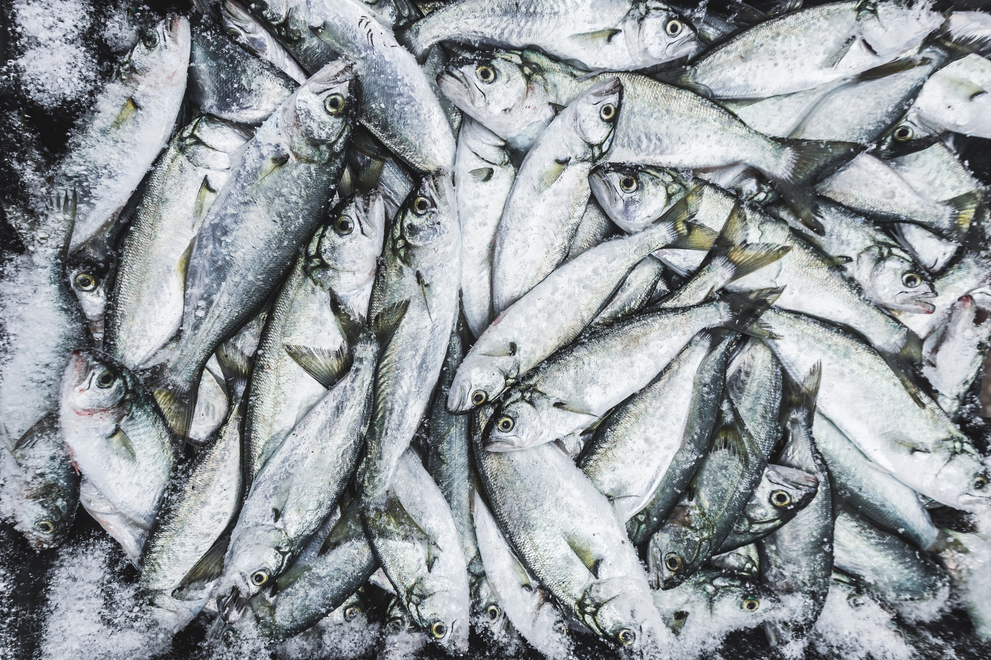 Fresh fish in market for sale. Background of many fishes