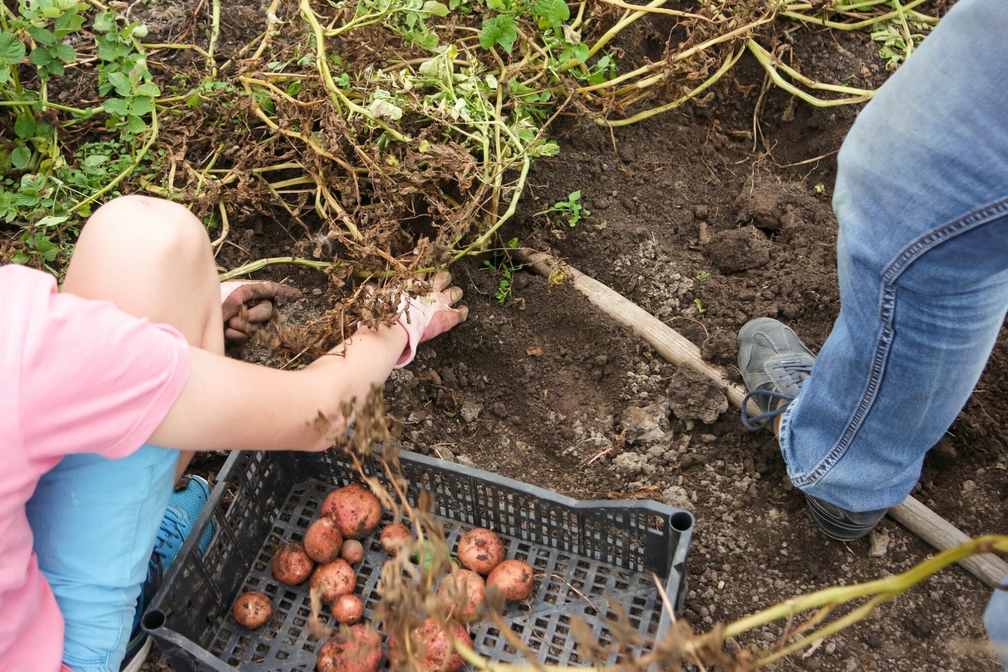 inconvénient agriculture biologique