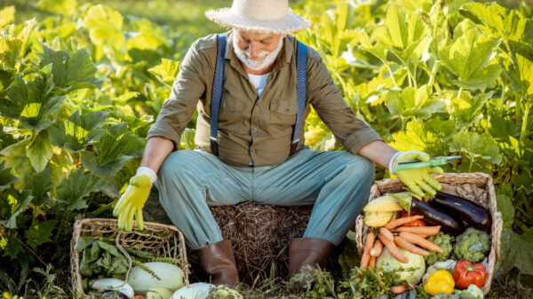 légumes riches fer