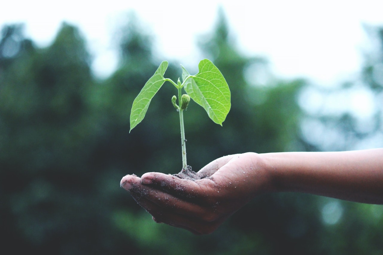 organisation en écologie