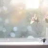 petite araignée maison