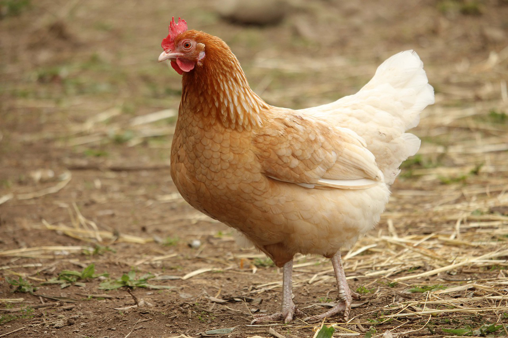 poule avec des dents