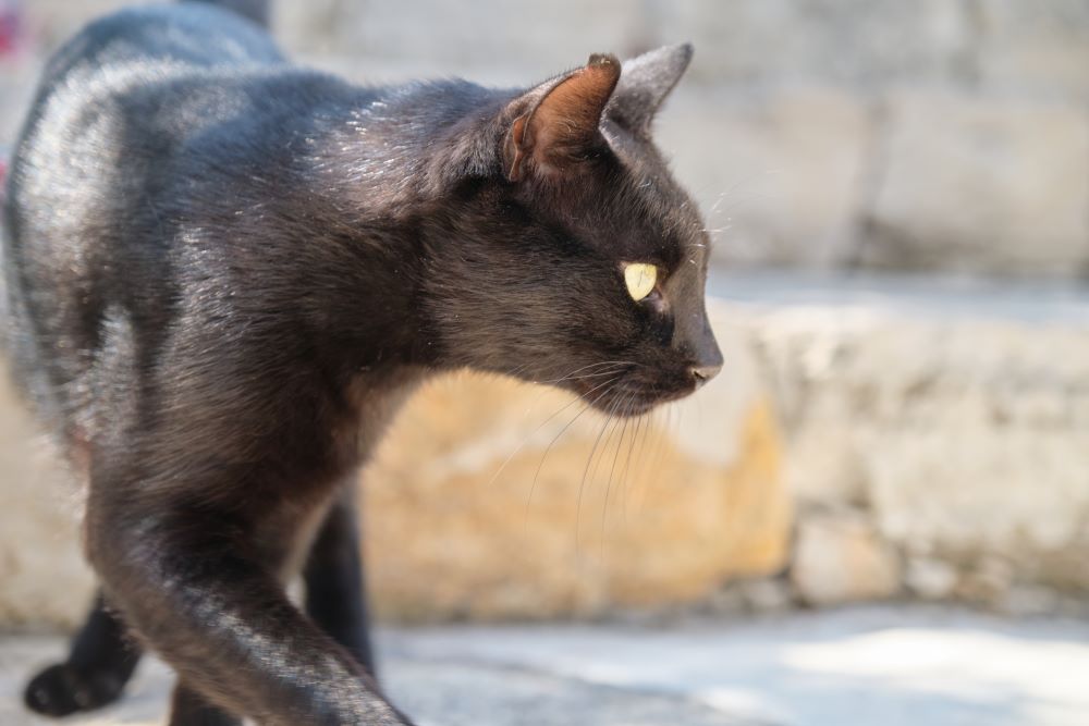 prénom chat noir