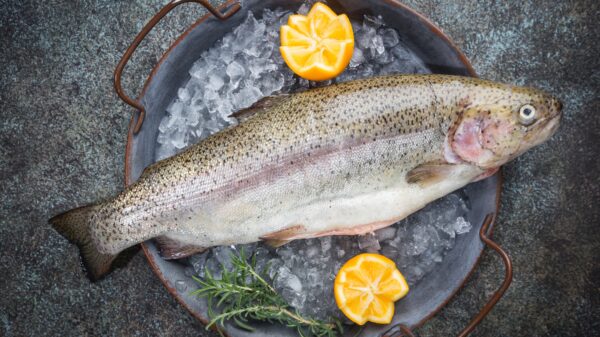 Raw trout fish