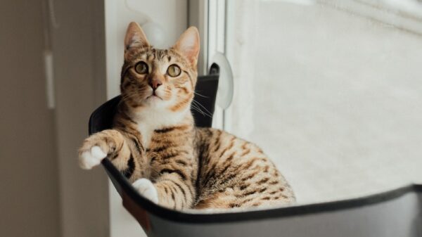 siège de fenêtre pour chaton